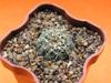 Кактус GYMNOCALYCIUM quehlianum JO 306