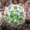Кактус KRAINZIA longiflora