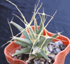 Кактус LEUCHTENBERGIA principis