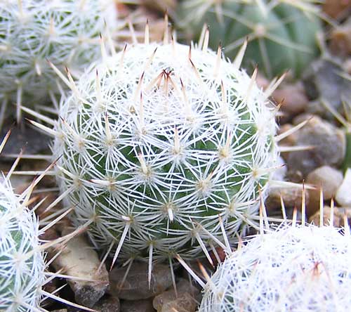  MAMMILLARIA albata 