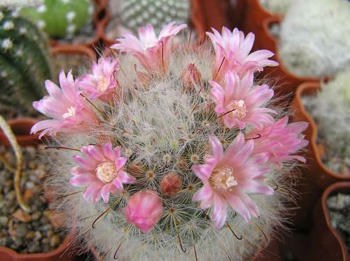  MAMMILLARIA bocasana var.rosea 