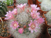  MAMMILLARIA bocasana var.rosea