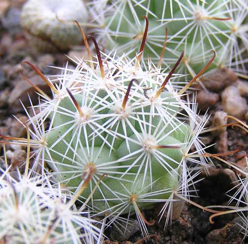  MAMMILLARIA boolii 