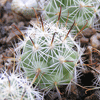 Кактус MAMMILLARIA boolii