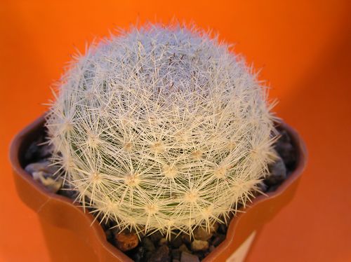  MAMMILLARIA candida 