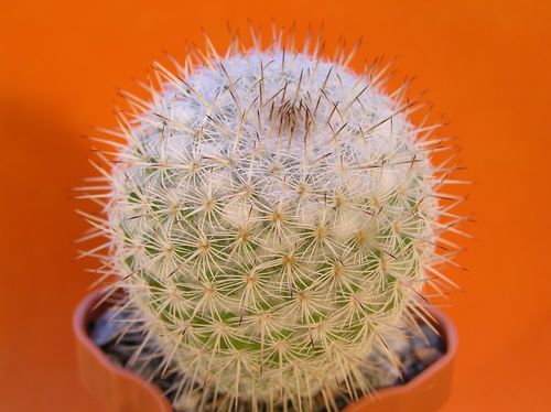  MAMMILLARIA elegantes 