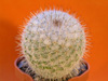 Кактус MAMMILLARIA elegantes