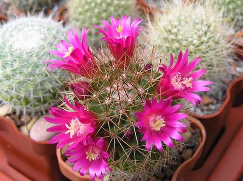  MAMMILLARIA ernestii v albispinus 