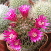 Кактус MAMMILLARIA ernestii v albispinus
