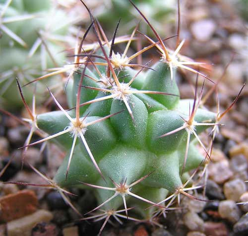  MAMMILLARIA magnimamma SB 9 Salinas, SLP 