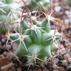 Кактус MAMMILLARIA magnimamma SB 9 Salinas, SLP
