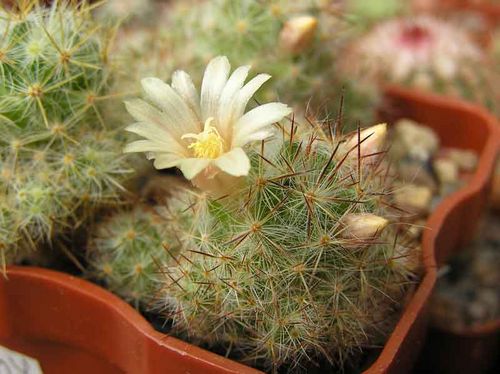  MAMMILLARIA prolifera 