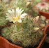  MAMMILLARIA prolifera