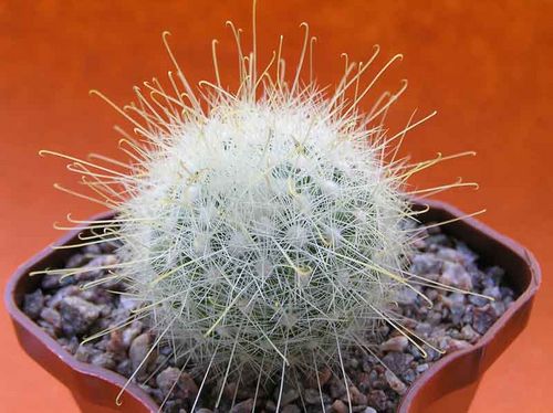  MAMILLOPSIS senilis 