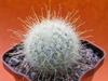 Кактус MAMILLOPSIS senilis