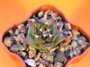 Кактус OBREGONIA denegrii