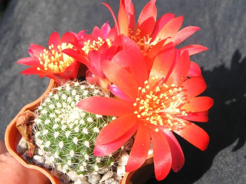  REBUTIA krainziana 