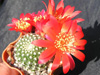 Кактус REBUTIA krainziana