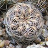 Кактус SULCOREBUTIA crispata KK1266