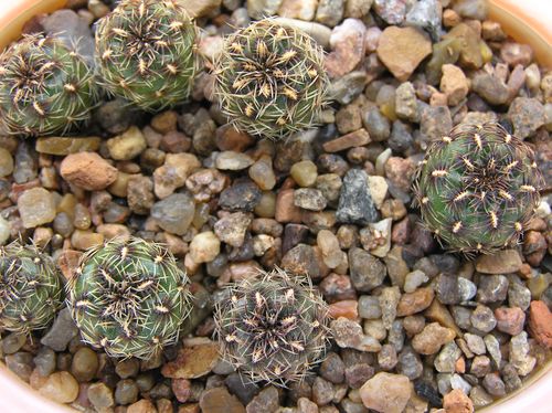  SULCOREBUTIA sp. Rio Hulpe G186 