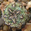  SULCOREBUTIA sp. Rio Hulpe G186