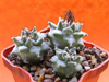 Кактус TURBINICARPUS alonsoi