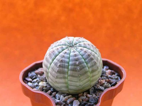  Euphorbia obesa 