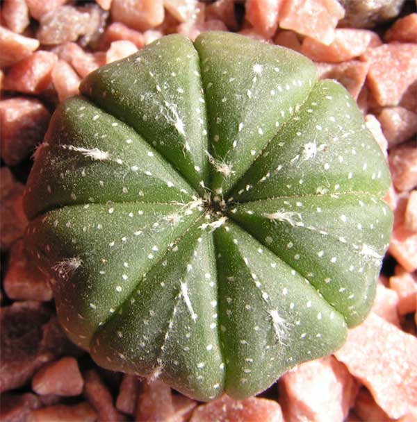  Astrophytum asterias 