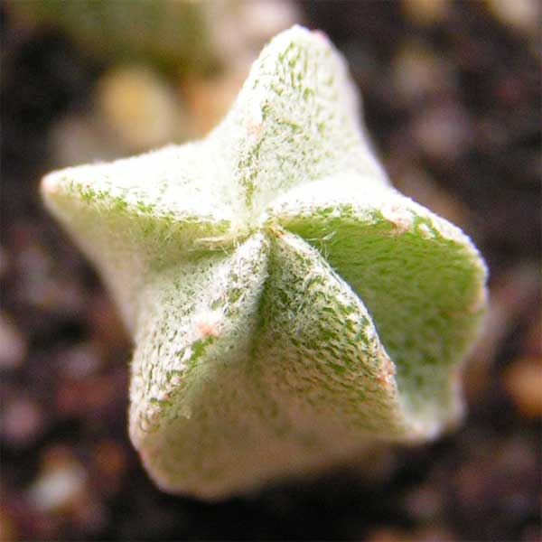  Astrophytum myriostigma ssp. tulense 