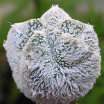 Кактус Astrophytum myriostigma cv. `Onzuka`