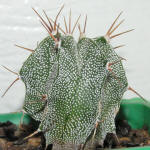  Astrophytum ornatum