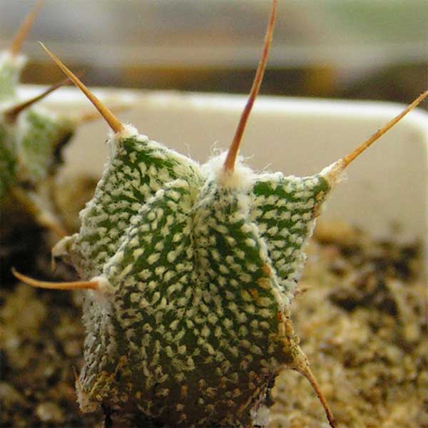  Astrophytum ornatum v. mirbelii (Lemaire) Okumura 