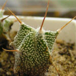  Astrophytum ornatum v. mirbelii (Lemaire) Okumura