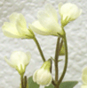 Фиалка Chastaspring