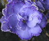 Фиалка Blue Dragon Блу Дрэгон