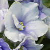 Фиалка Blue Victoria