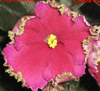Фиалка Golden Rubies