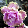 Фиалка Island Rose Айленд Роуз