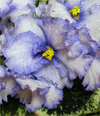 Фиалка Lavender Swirls