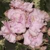 Фиалка Ma`s Corsage Ма’з Косаж