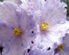 Фиалка Ness’ Blue Confetti Нес Блу Конфети