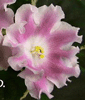 Фиалка Pink Sensation