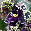 Фиалка Purple Pussion