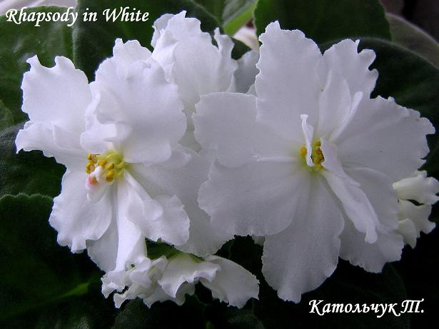  Rhapsody in White 