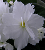 Фиалка Rhapsody in White
