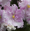 Фиалка Rossie Ruffles