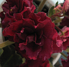 Фиалка Ness‘Antique Red