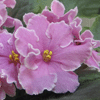 Фиалка Pink Amiss