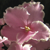 Фиалка Pink Summit