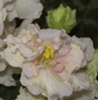 Фиалка Sunkist Rose